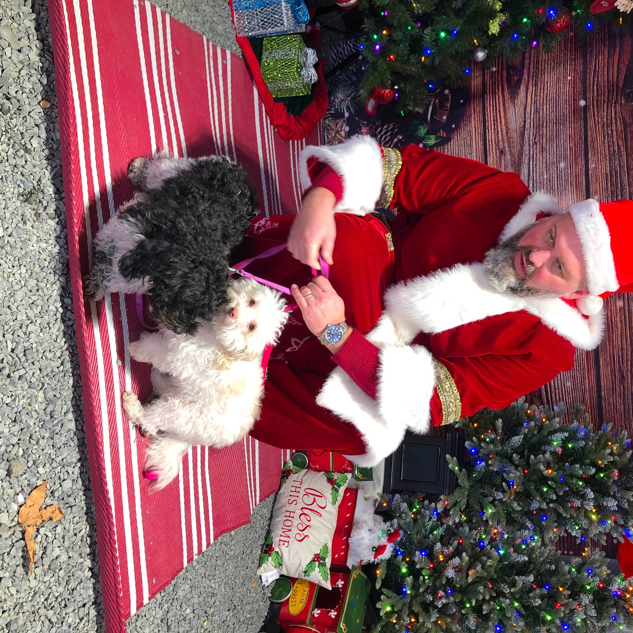 Pearl is registered to the contest to win money with this photo: carmine, christmas, christmas_decoration, christmas_eve, christmas_ornament, christmas_tree, companion_dog, dog, event, fictional_character, green, happy, holiday, holiday_ornament, lap, mammal, ornament, red, santa_claus, tree