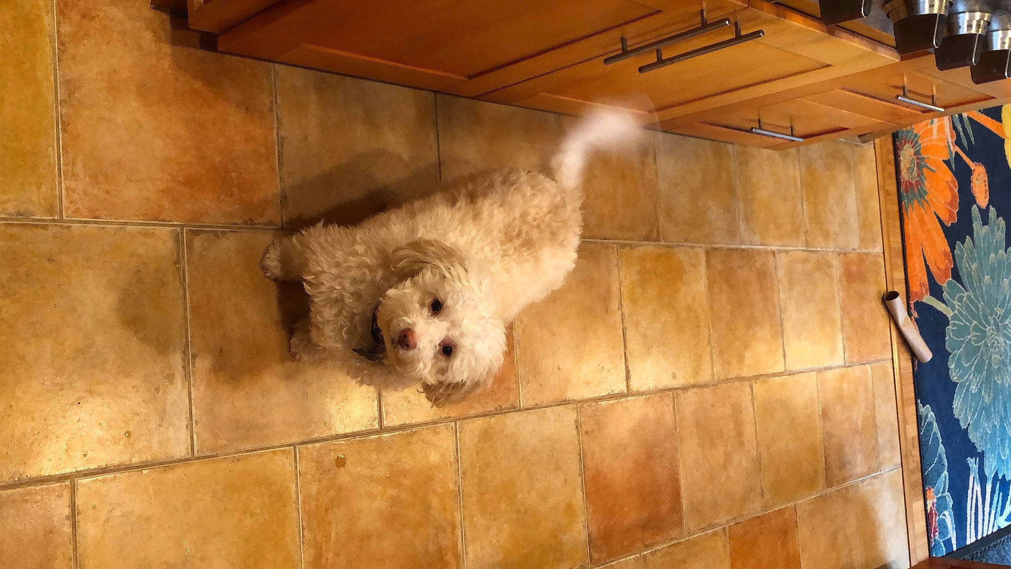 Pearl joined the competition — help win amazing prizes! carnivore, companion_dog, dog, dog_breed, fawn, flooring, fur, gas, house, pet_supply, poodle, sheep, snout, sporting_group, standard_poodle, terrier, toy_dog, wood, working_animal