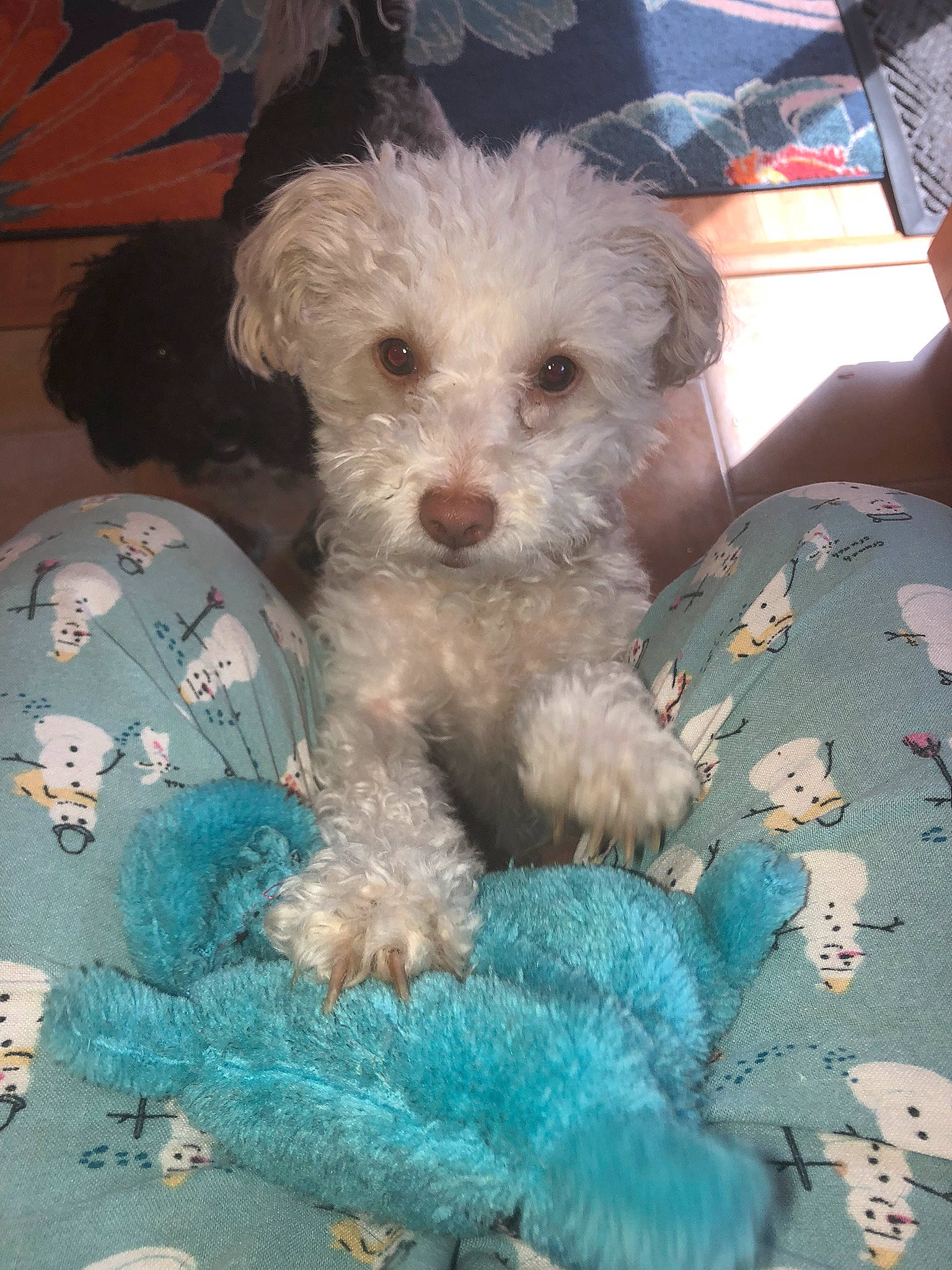 Pearl joined the competition — help win amazing prizes! canidae, carnivore, companion_dog, dog, dog_breed, dog_clothes, dog_supply, fur, labradoodle, maltepoo, poodle, poodle_crossbreed, puppy_love, shih_poo, small_terrier, snout, sporting_group, terrier, toy_dog, yorkipoo