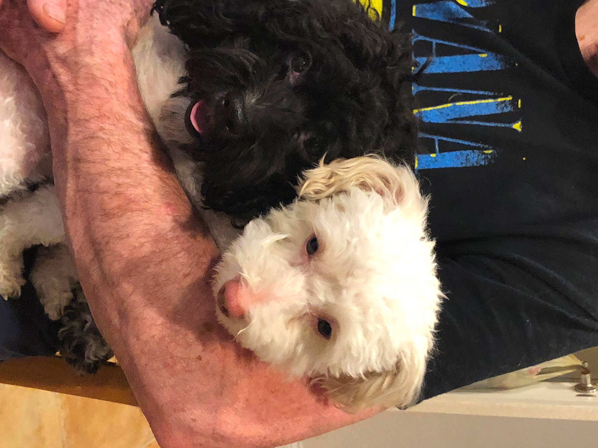 Pearl joined the competition — help win amazing prizes! bichon, canidae, carnivore, cockapoo, companion_dog, dog, dog_breed, fur, labradoodle, maltepoo, non_sporting_group, poodle_crossbreed, shih_poo, small_terrier, snout, sporting_group, terrier, toy, toy_dog, yorkipoo