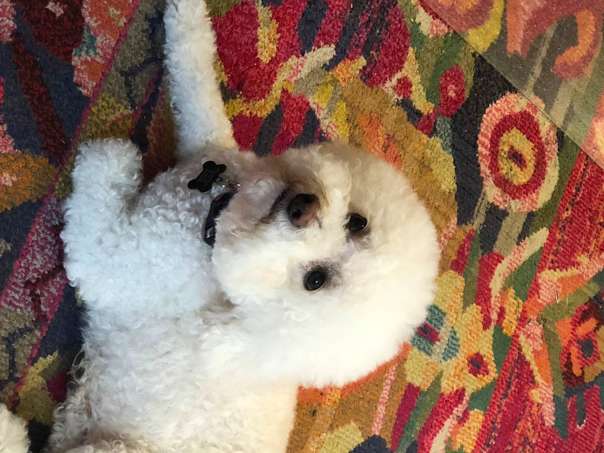 Heidi joined the competition — help win amazing prizes! art, canidae, carnivore, companion_dog, creative_arts, dog_breed, fur, linens, non_sporting_group, pattern, plush, sporting_group, stuffed_toy, terrestrial_animal, textile, toy, toy_dog, woven_fabric