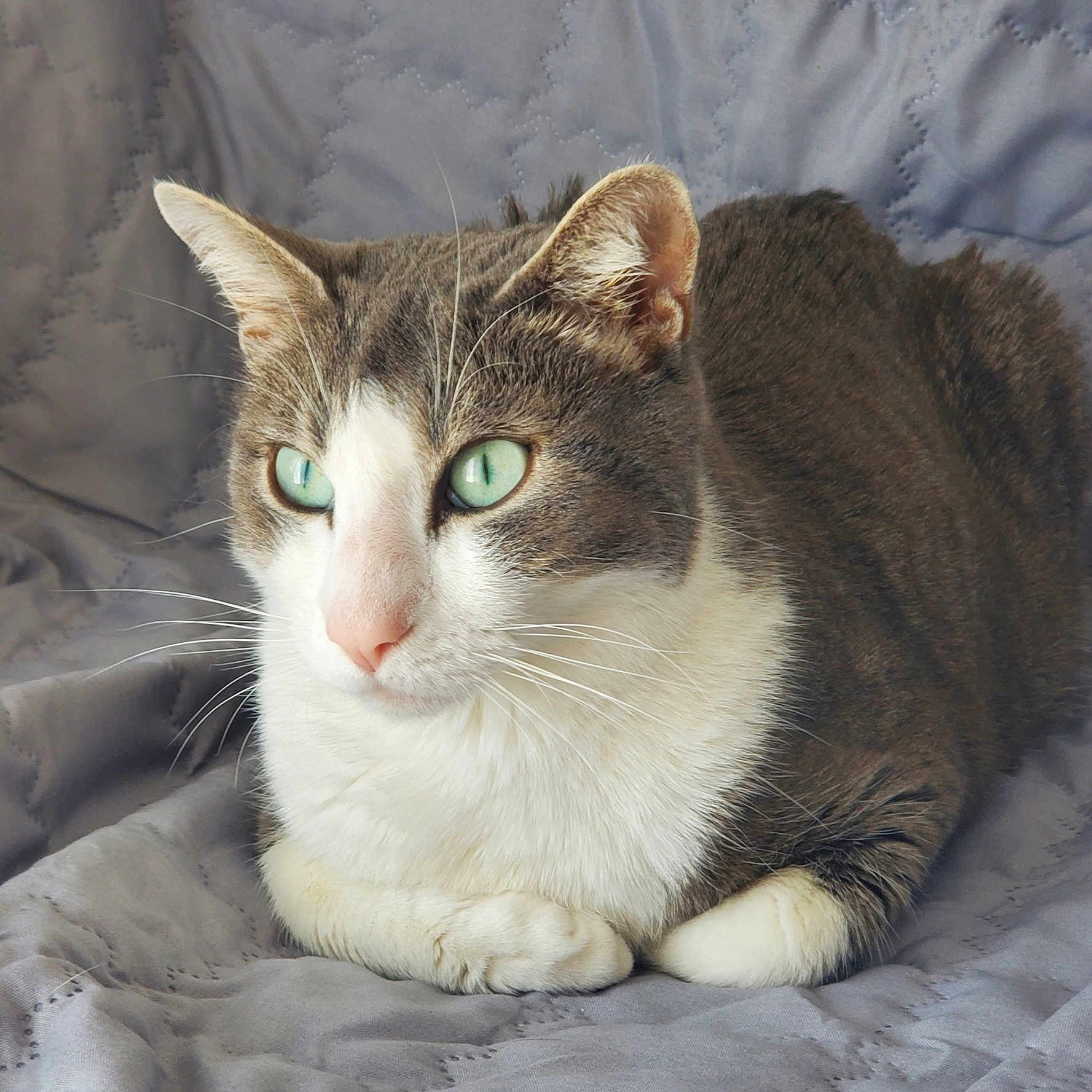 Pharaon a rejoint le concours — aidez-le/la à gagner de superbes lots ! abyssinian, angora, animal, blanket, cat, couch, furniture, kitten, manx, pet, siamese