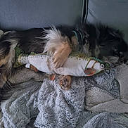 Num-Ri a rejoint le concours — aidez-le/la à gagner de superbes lots ! dog, plush_toy, fish_toy, blanket, couch, fur, pet, resting, cozy, indoor, sleepy, soft_texture, animal, toy, relaxation, companion, home, paw, collar, fur_pattern