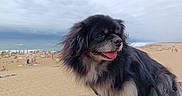 Num-Ri a rejoint le concours — aidez-le/la à gagner de superbes lots ! dog, beach, sand, cloudy_sky, happy, tongue_out, fluffy, black_dog, tan_dog, leash, seaside, outdoor, pet, animal, nature, summer, relaxation, portrait, furry, daytime