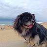 animal, beach, black_dog, cloudy_sky, daytime, dog, fluffy, furry, happy, leash, nature, outdoor, pet, portrait, relaxation, sand, seaside, summer, tan_dog, tongue_out