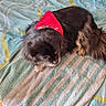 Num-Ri a rejoint le concours — aidez-le/la à gagner de superbes lots ! dog, bandana, towel, bedspread, indoor, resting, fluffy, black, tan, pet, cozy, striped, fabric, fur, home, comfort, animal, lying_down, relaxed, cute