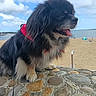 Num-Ri participe au concours pour gagner de l'argent avec cette photo : dog, black_fur, white_fur, bandana, red_bandana, stone_wall, beach, sand, sky, clouds, sea, leash, outdoor, pet, canine, tongue_out, daytime, nature, animal, water
