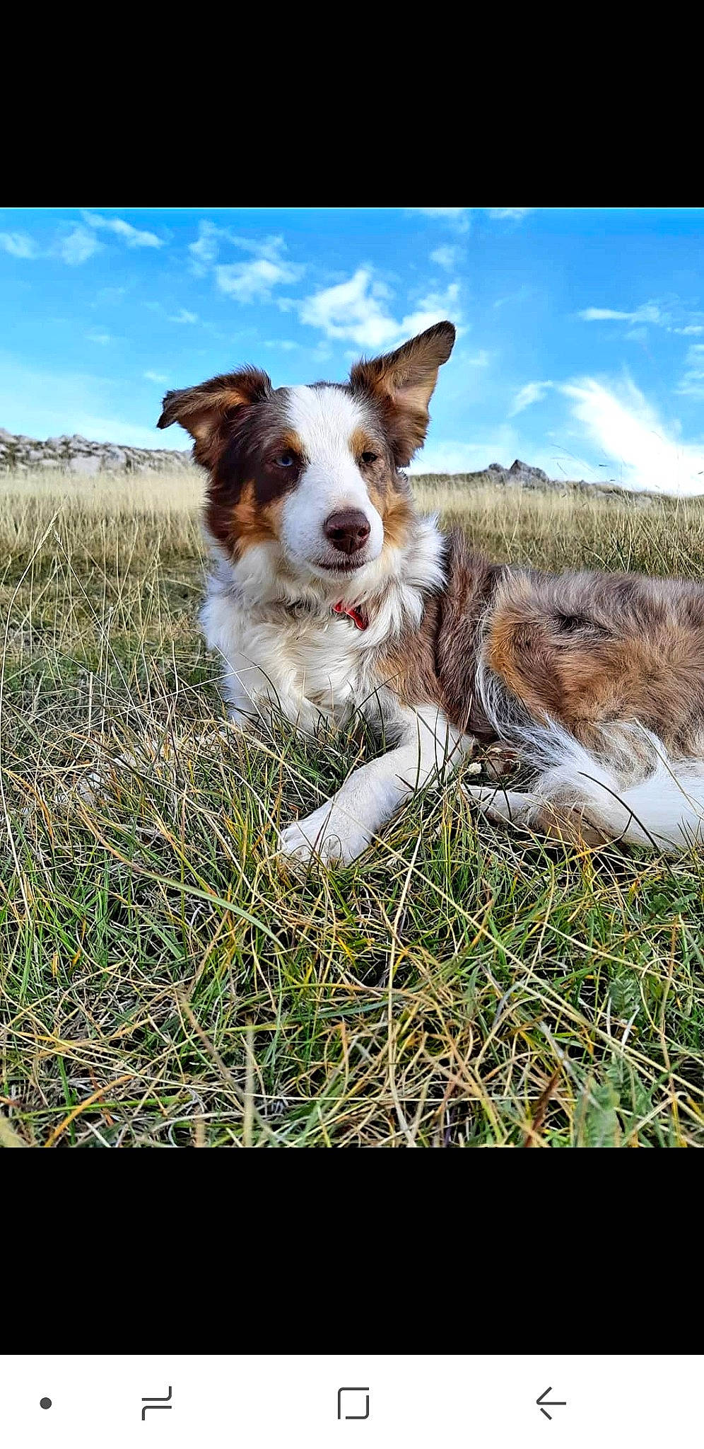 Jungle a rejoint le concours — aidez-le/la à gagner de superbes lots ! australian_collie, australian_shepherd, canidae, carnivore, companion_dog, dog, dog_breed, grass, kooikerhondje, mammal, plant, sporting_group, welsh_sheepdog, working_dog