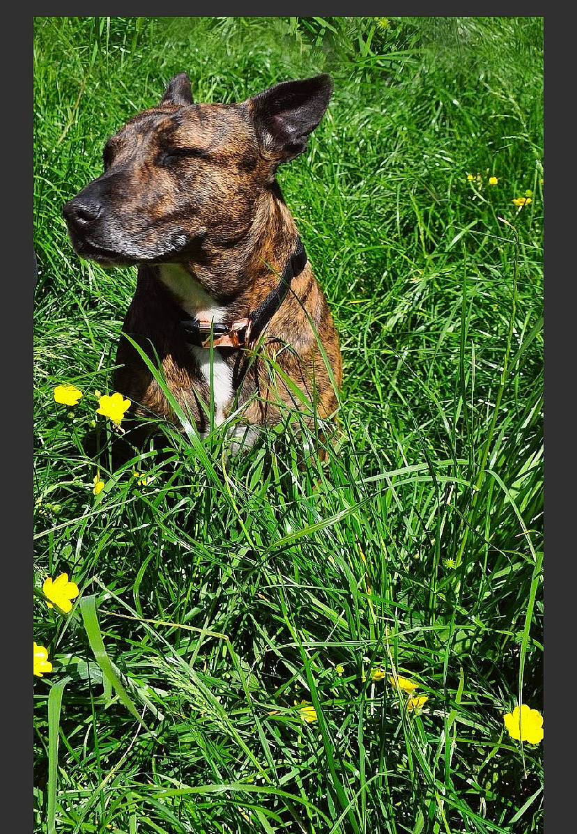 Minnie joined the competition — help win amazing prizes! carnivore, companion_dog, dog, dog_breed, dog_collar, fawn, flower, grass, grass_family, grassland, groundcover, herbaceous_plant, liver, meadow, people_in_nature, plant, snout, terrestrial_animal, terrestrial_plant, working_animal