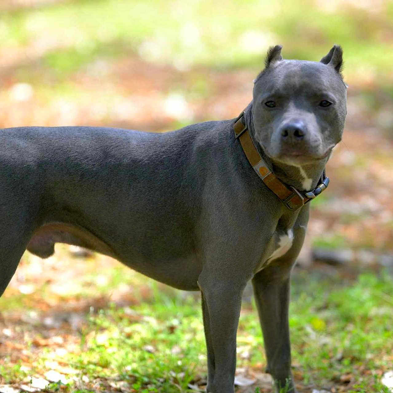 Remington is registered to the contest to win money with this photo: accessories, animal, bulldog, canine, collar, dog, fitness, grass, person, pet, pitbull, plant, pointer, puppy, snout, sport, strap, whitedog, workingout, yoga