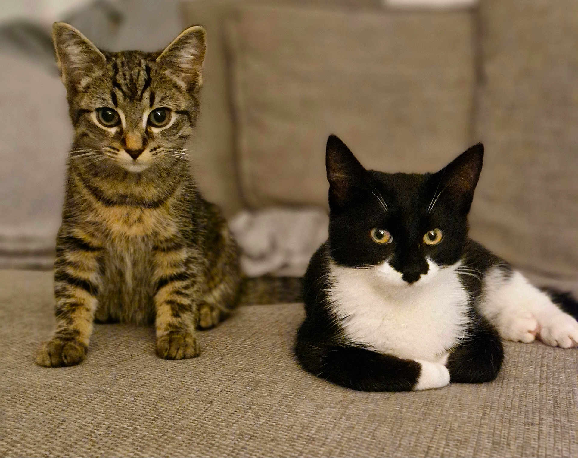 Theo Buckley joined the competition — help win amazing prizes! cat, tabby_cat, black_and_white_cat, pet, feline, animal, indoor, couch, fur, whiskers, ears, eyes, sitting, lying_down, cute, domestic_animal, relaxing, companion, soft_texture, home