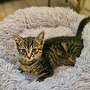 Theo is registered to the contest to win money with this photo: kitten, tabby, cat, pet, animal, furry, sleeping_bed, fluffy, purple, indoor, cute, young, whiskers, ears, tail, relaxed, fur, cozy, resting, domestic