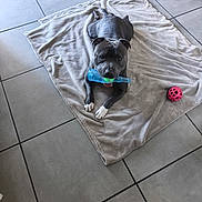 Urion participe au concours pour gagner de l'argent avec cette photo : animal, beige_blanket, blanket, blue_toy, canine, chewing_toy, cute, dog, domestic_animal, floor_tiles, gray_dog, green_ball, indoor, pet, pink_ball, playful, resting, tiled_floor, toy, white_paws