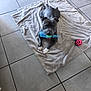 animal, beige_blanket, blanket, blue_toy, canine, chewing_toy, cute, dog, domestic_animal, floor_tiles, gray_dog, green_ball, indoor, pet, pink_ball, playful, resting, tiled_floor, toy, white_paws