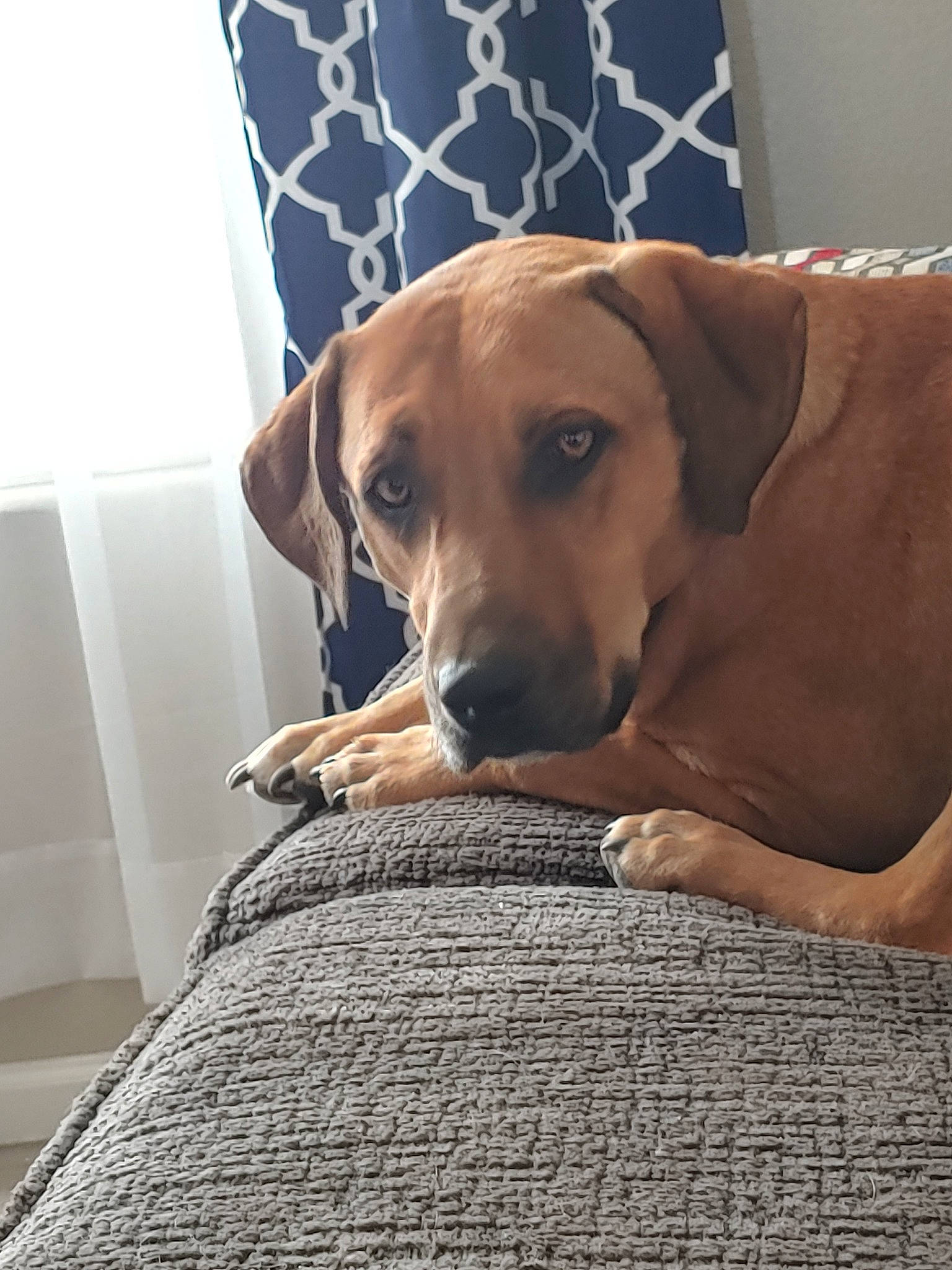 Grizzly is registered to the contest to win money with this photo: black_mouth_cur, broholmer, canidae, carnivore, dog, dog_breed, ear, fawn, furniture, linens, mammal, mountain_cur, nose, pillow, redbone_coonhound, rhodesian_ridgeback, snout, sporting_group, vizsla, whiskers