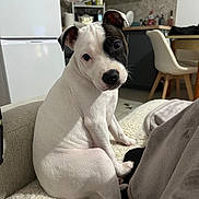 Ace a rejoint le concours — aidez-le/la à gagner de superbes lots ! puppy, dog, white_fur, black_patch, pet, cute, indoor, kitchen, chair, table, blanket, floor, refrigerator, modern, curious, sitting, cozy, household, fur, animal