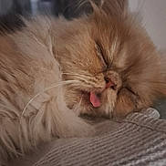 Jedi participe au concours pour gagner de l'argent avec cette photo : cat, ginger_cat, fluffy, long_hair, sleeping, sleepy, tongue, closed_eyes, whiskers, pet, animal, portrait, close_up, cozy, blanket, indoors, home, relaxed, cute, nap