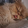 cat, ginger_cat, fluffy, long_hair, sleeping, sleepy, tongue, closed_eyes, whiskers, pet, animal, portrait, close_up, cozy, blanket, indoors, home, relaxed, cute, nap