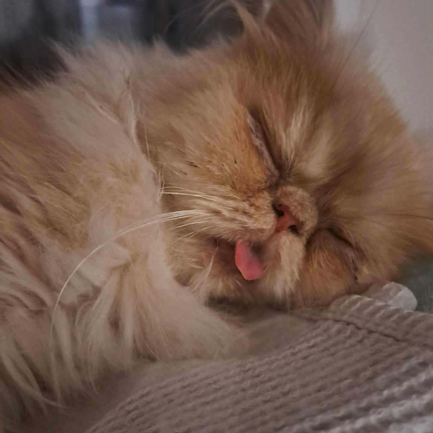 Jedi participe au concours pour gagner de l'argent avec cette photo : cat, ginger_cat, fluffy, long_hair, sleeping, sleepy, tongue, closed_eyes, whiskers, pet, animal, portrait, close_up, cozy, blanket, indoors, home, relaxed, cute, nap