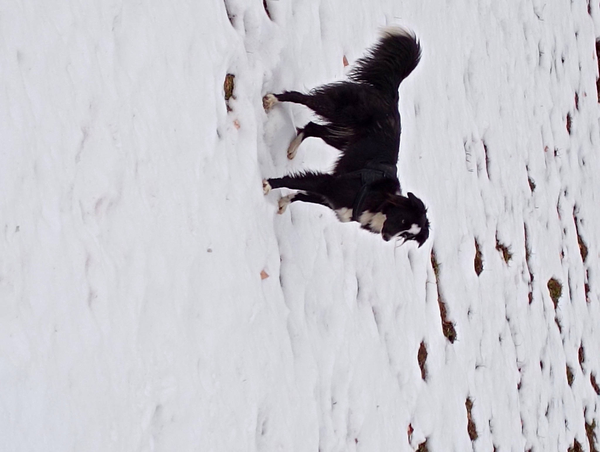 Maya participe au concours pour gagner de l'argent avec cette photo : art, carmine, extreme_sport, font, freezing, fur, gesture, grey, illustration, monochrome, monochrome_photography, painting, recreation, shadow, slope, snow, tree, visual_arts, winter, wood