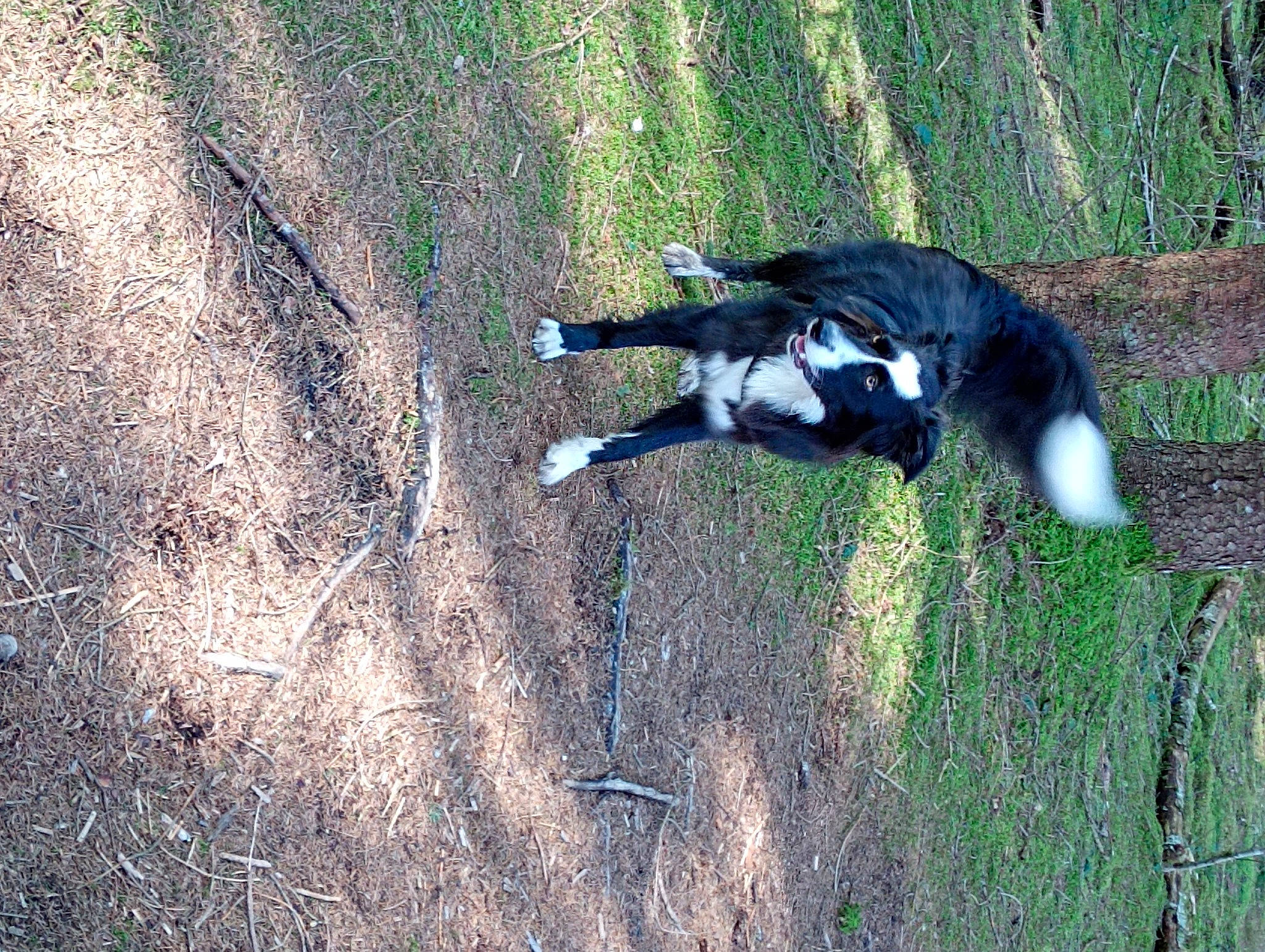 Maya a rejoint le concours — aidez-le/la à gagner de superbes lots ! canidae, carnivore, dog, dog_breed, felidae, fur, grass, pasture, plant, shadow, soil, sporting_group, tail, terrestrial_animal, tree, trunk, water, wildlife, wood, working_animal