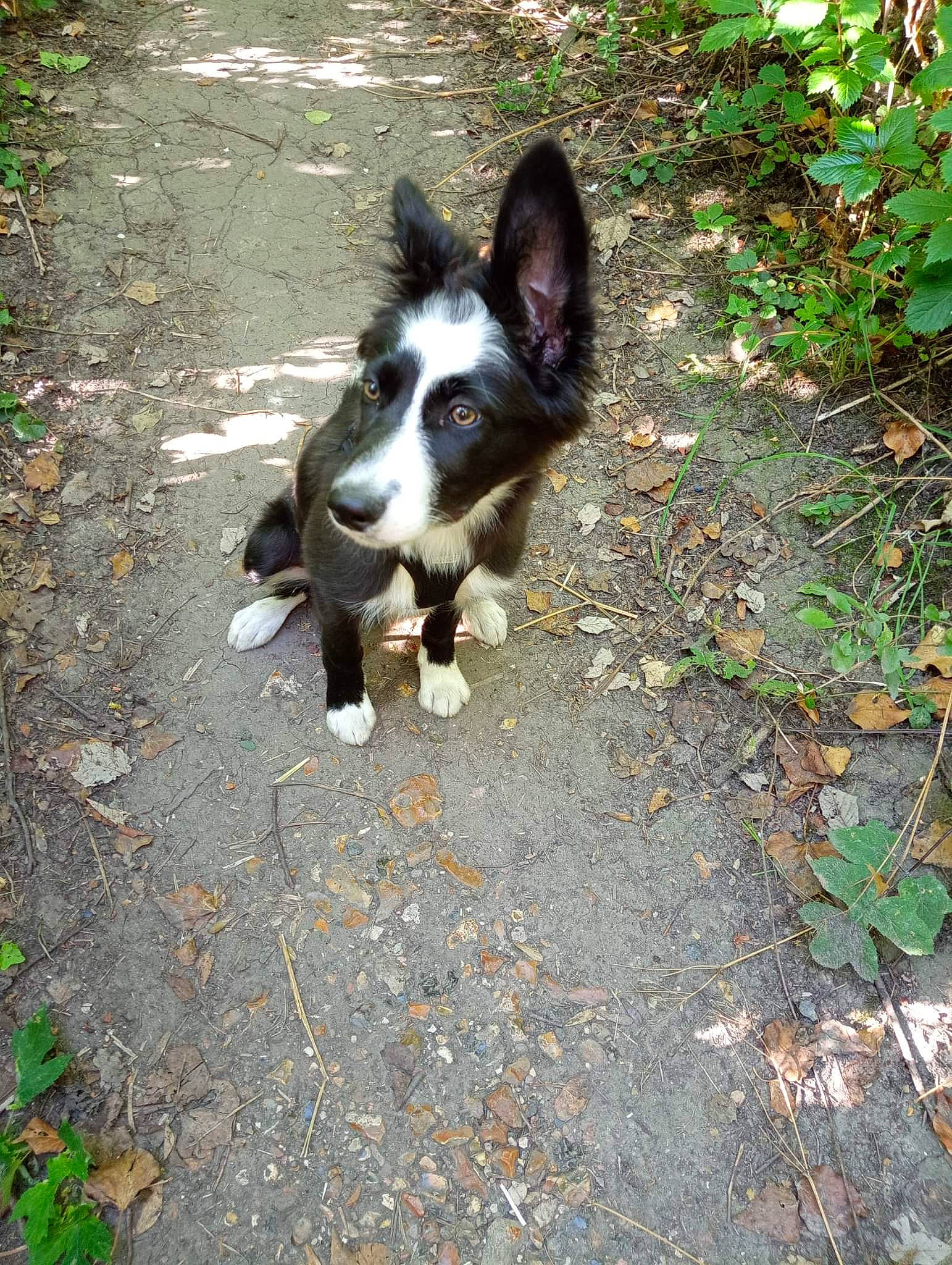 Maya participe au concours pour gagner de l'argent avec cette photo : canidae, carnivore, companion_dog, dog, dog_breed, fawn, grass, paw, plant, road, road_surface, sidewalk, snout, soil, sporting_group, tail, terrestrial_animal, toy_dog, whiskers, working_animal