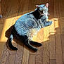 cat, tabby, pet, animal, indoor, floor, wooden_floor, sunlight, shadow, relaxing, laying_down, fur, whiskers, tail, ears, green_eyes, collar, domestic_cat, household, resting