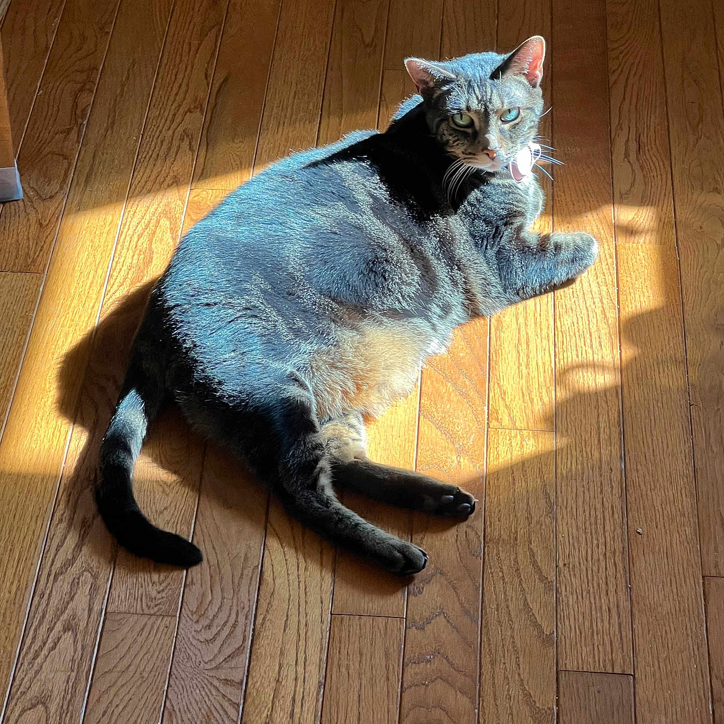 Koti is registered to the contest to win money with this photo: animal, cat, collar, domestic_cat, ears, floor, fur, green_eyes, household, indoor, laying_down, pet, relaxing, resting, shadow, sunlight, tabby, tail, whiskers, wooden_floor