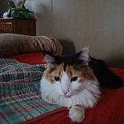 Luna joined the competition — help win amazing prizes! cat, calico, cat_face, pet, indoor, bed, blanket, bedding, pillow, fur, whiskers, paws, eyes, portrait, cozy, home, shelf, dresser, furniture, sleepy