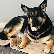 Darcie is registered to the contest to win money with this photo: animal, attention, calm, canine, companion, dog, domestic, ears, floor, fur, german_shepherd, indoor, looking, lying_down, mammal, mat, paw, pet, portrait, resting