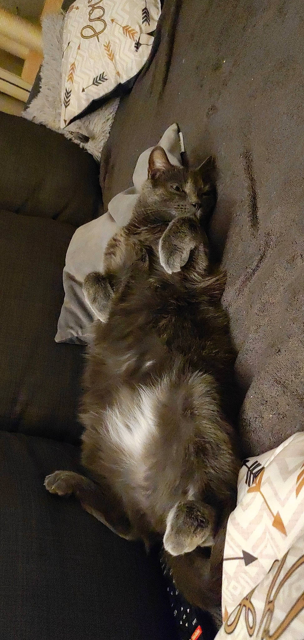 Iron participe au concours pour gagner de l'argent avec cette photo : canidae, carnivore, cat, claw, comfort, companion_dog, dog_breed, fawn, felidae, fur, grey, nap, paw, small_to_medium_sized_cats, sporting_group, tail, whiskers