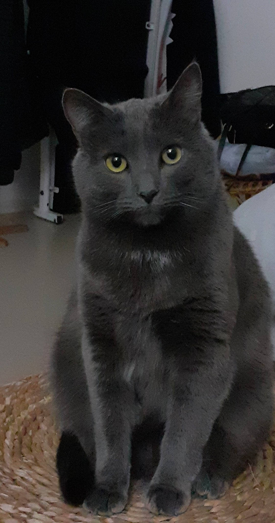 Iron a rejoint le concours — aidez-le/la à gagner de superbes lots ! carnivore, cat, domestic_short_haired_cat, eye, felidae, fur, grey, monochrome, monochrome_photography, russian_blue, small_to_medium_sized_cats, snout, whiskers