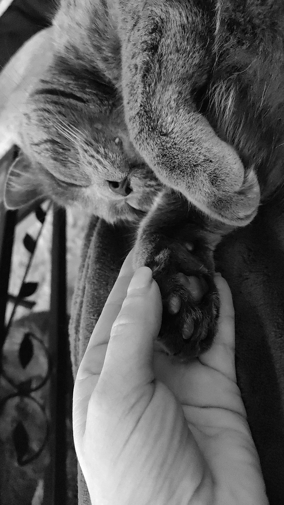 Iron a rejoint le concours — aidez-le/la à gagner de superbes lots ! black, black_and_white, carnivore, cat, comfort, felidae, finger, fur, gesture, grey, hand, monochrome, monochrome_photography, nail, paw, small_to_medium_sized_cats, snout, style, tail, whiskers
