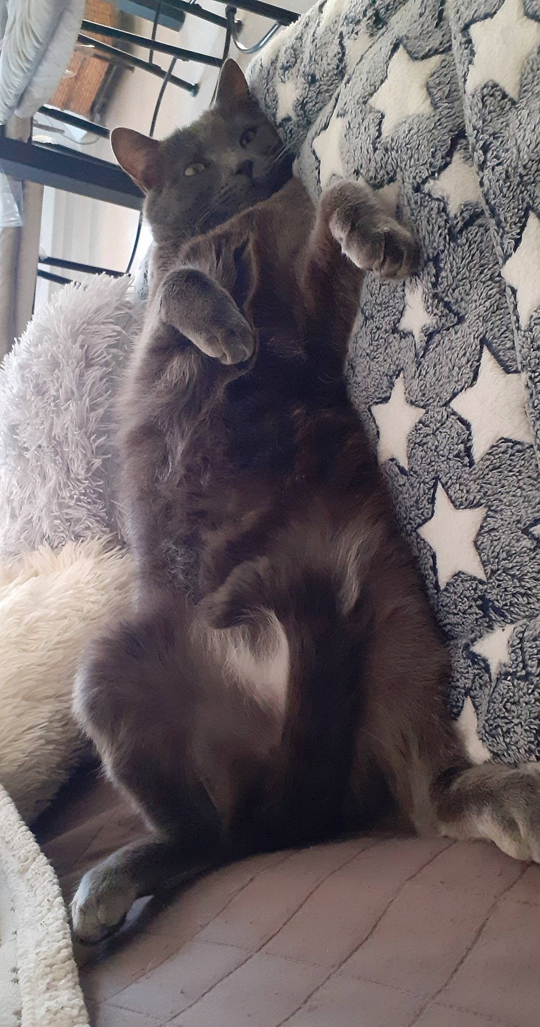 Iron participe au concours pour gagner de l'argent avec cette photo : carnivore, claw, comfort, dog_breed, fawn, felidae, fur, grey, natural_material, pattern, paw, small_to_medium_sized_cats, snout, tail, terrestrial_animal, whiskers, wildlife, working_animal