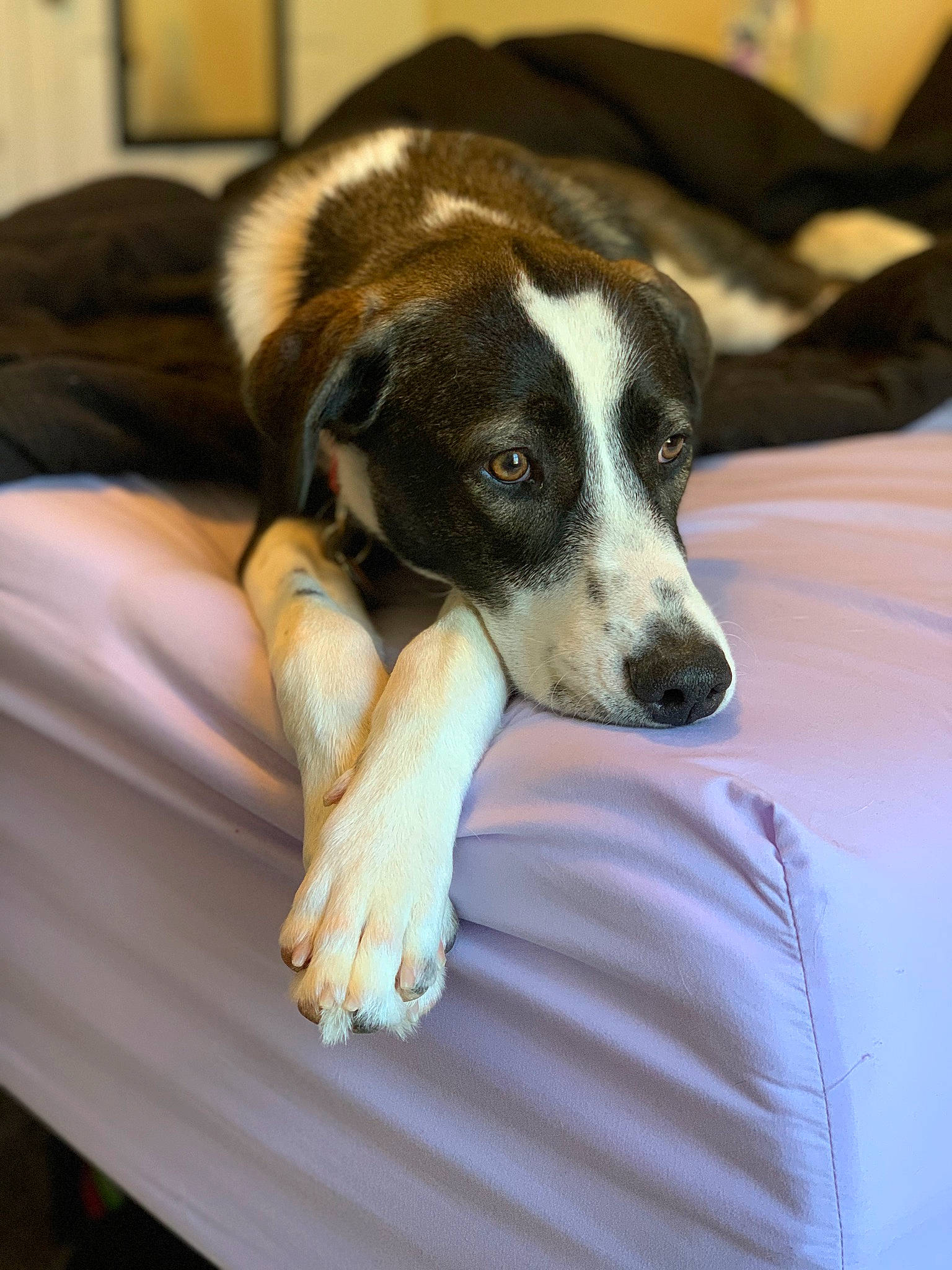 Oscar joined the competition — help win amazing prizes! ball, canidae, carnivore, collar, comfort, companion_dog, dog, dog_breed, fawn, fur, paw, puppy, snout, sporting_group, terrestrial_animal, whiskers, working_animal, working_dog