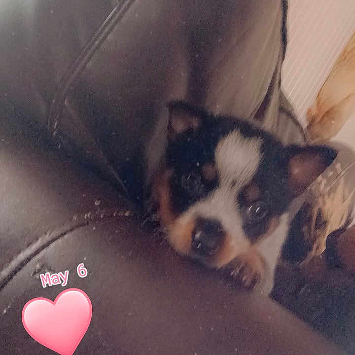Lil Blu Bear joined the competition — help win amazing prizes! animal, ball, canine, chair, cushion, dog, face, furniture, head, heart, homedecor, person, pet, photography, puppy, sleeping, sport, symbol, tennis, tennisball