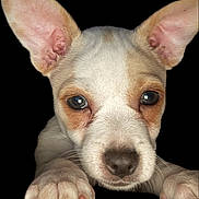 Piper joined the competition — help win amazing prizes! puppy, dog, close_up, ears, paws, black_background, cute, pet, animal, young, whiskers, nose, fur, portrait, looking, front_view, domestic_animal, mammal, small, adorable