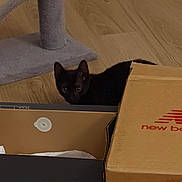 Bruno is registered to the contest to win money with this photo: black_cat, cat, cardboard_box, new_balance_box, scratching_post, wooden_floor, indoor, pet, curious, animal, feline, box, floor, home, playful, peeking, cozy, domestic, household, cute