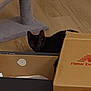 black_cat, cat, cardboard_box, new_balance_box, scratching_post, wooden_floor, indoor, pet, curious, animal, feline, box, floor, home, playful, peeking, cozy, domestic, household, cute