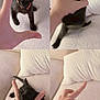 kitten, black_cat, hand, couch, white_pillow, playful, pet, animal, cute, feline, collar, indoor, paw, claw, pet_interaction, cozy, soft_texture, furniture, young_cat, curious