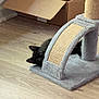 black_cat, kitten, scratching_post, cardboard_box, pink_toy_ball, wooden_floor, indoor, pet, playful, curious, feline, animal, cute, fur, ears, eyes, home, flooring, toy, peeking