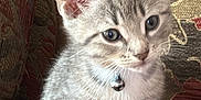 Snowy is registered to the contest to win money with this photo: kitten, cat, pet, feline, tabby, gray, white_paws, collar, bell, couch, patterned_fabric, indoor, cute, young, small, fur, whiskers, ears, sitting, curious