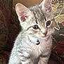 kitten, cat, pet, feline, tabby, gray, white_paws, collar, bell, couch, patterned_fabric, indoor, cute, young, small, fur, whiskers, ears, sitting, curious