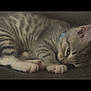 Snowy joined the competition — help win amazing prizes! kitten, cat, tabby, sleeping, resting, fur, paw, animal, pet, cute, domestic_animal, whiskers, young, feline, collar, striped, closeup, indoor, soft, relaxing