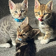 Snowy joined the competition — help win amazing prizes! kitten, cat, pets, feline, collar, sunlight, carpet, indoor, cute, playful, young, animal, whiskers, ears, eyes, fur, domestic, three, tongue, curious