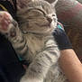Snowy is registered to the contest to win money with this photo: kitten, cat, sleeping, paw, fur, striped, pet, cute, cozy, hand, arm, resting, closeup, feline, soft, indoor, adorable, nap, relaxed, whiskers
