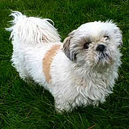 Chipie participe au concours pour gagner de l'argent avec cette photo :