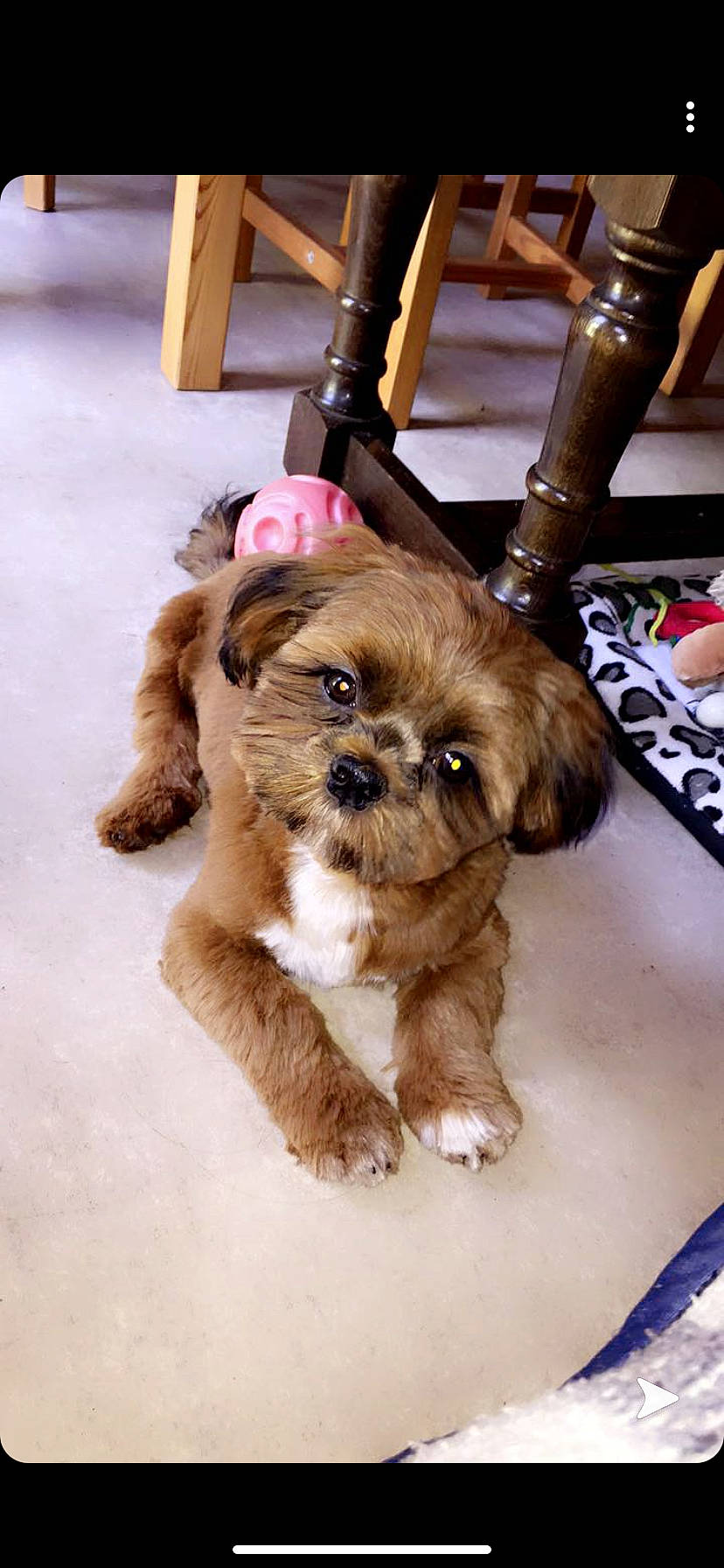 Cooky a rejoint le concours — aidez-le/la à gagner de superbes lots ! bolonka, canidae, carnivore, cavachon, cavapoo, chinese_imperial_dog, companion_dog, dog, dog_breed, lhasa_apso, liver, maltepoo, mammal, pekapoo, poodle_crossbreed, puppy, shih_poo, shih_tzu, snout, vertebrate