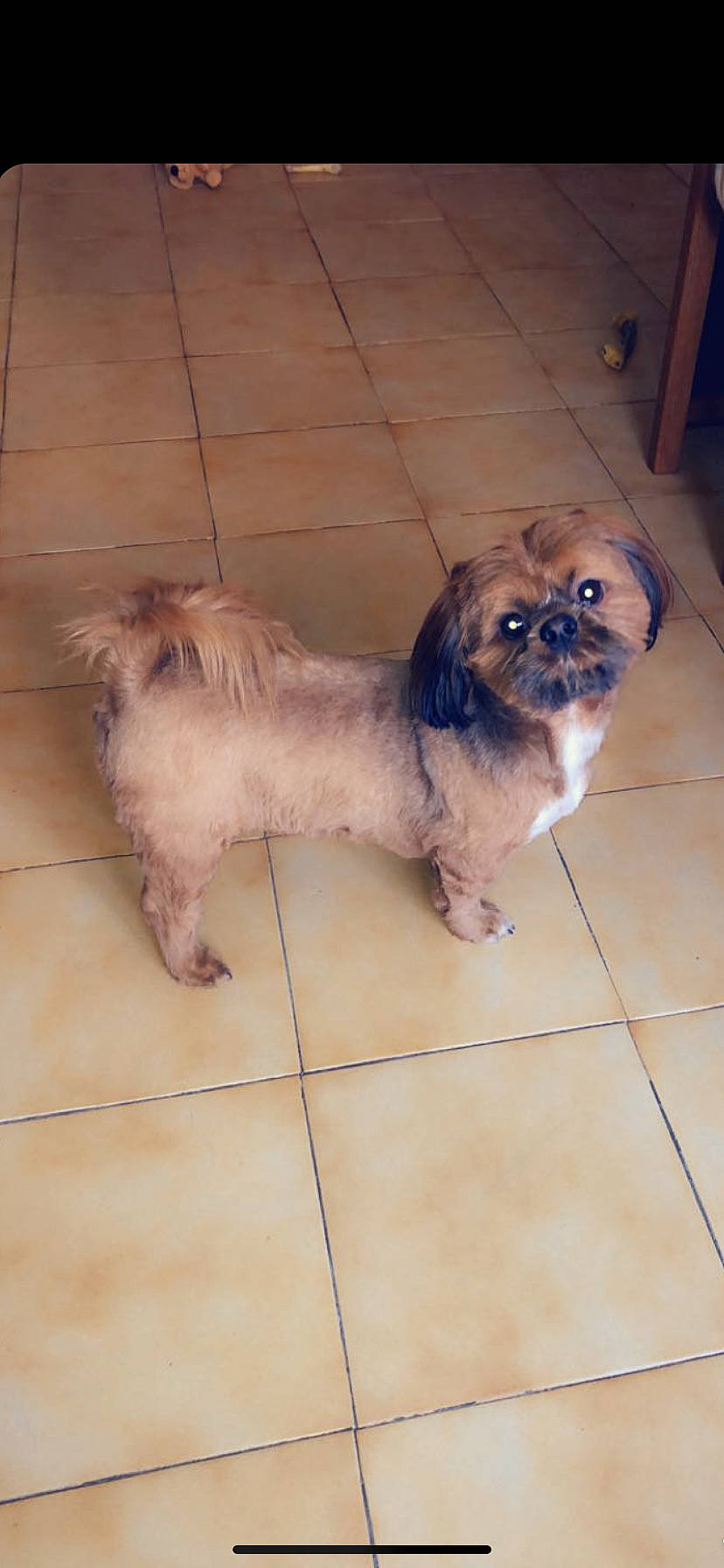 Cooky a rejoint le concours — aidez-le/la à gagner de superbes lots ! bolonka, canidae, carnivore, chinese_imperial_dog, companion_dog, dog, dog_breed, havanese, lhasa_apso, liver, lowchen, mammal, morkie, pekapoo, poodle_crossbreed, puppy, rare_breed_dog, shih_tzu, toy_dog, vertebrate