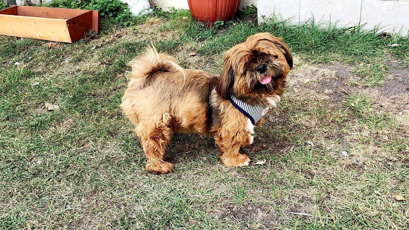 Cooky participe au concours pour gagner de l'argent avec cette photo : ancient_dog_breeds, bolonka, canidae, carnivore, chinese_imperial_dog, companion_dog, dog, dog_breed, glen_of_imaal_terrier, havanese, lhasa_apso, liver, lowchen, mammal, norfolk_terrier, rare_breed_dog, shih_tzu, sporting_group, tibetan_terrier, vertebrate